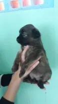 Cachorro raça SRD idade Abaixo de 2 meses nome Mel