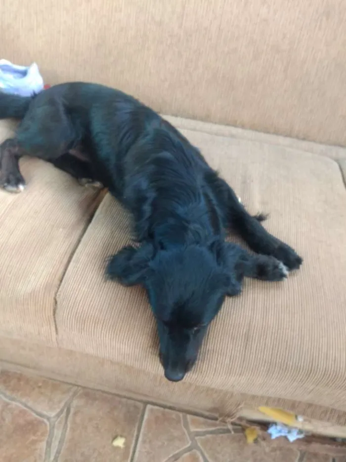 Cachorro ra a SRD idade 1 ano nome Leleco
