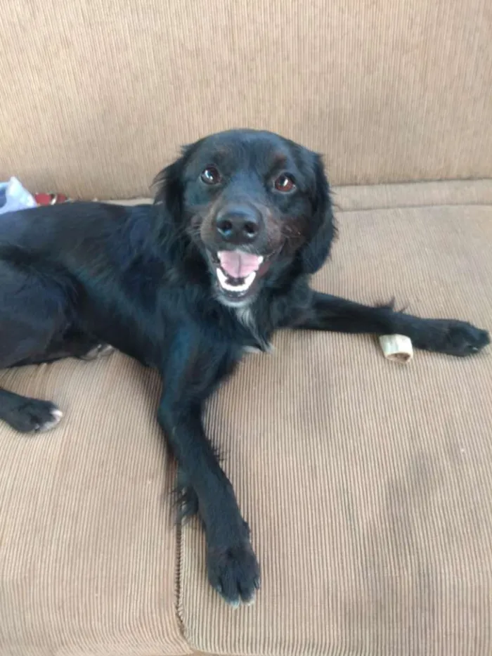 Cachorro ra a SRD idade 1 ano nome Leleco