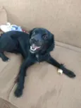 Leleco