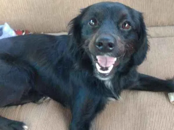 Cachorro ra a SRD idade 1 ano nome Leleco