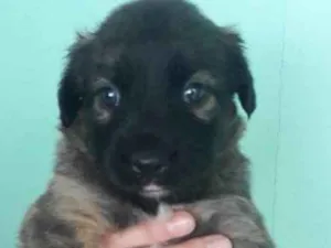 Cachorro raça SRD idade Abaixo de 2 meses nome Mel