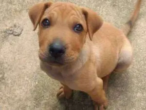 Cachorro raça Sharpei idade 2 a 6 meses nome Bidu