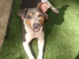 Bibi