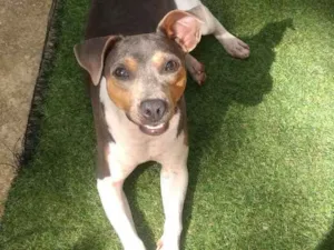 Cachorro raça Fox paulistinha idade 1 ano nome Bibi