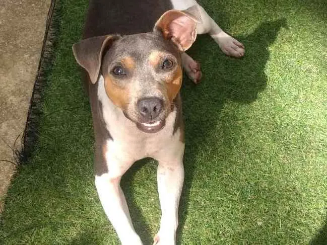 Cachorro ra a Fox paulistinha idade 1 ano nome Bibi
