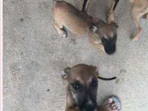 Cachorro raça Mista  idade 2 a 6 meses nome Sem nome 