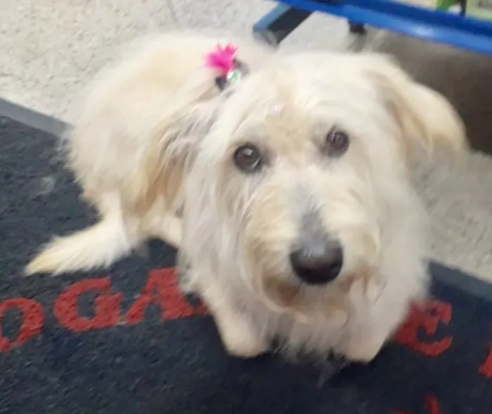 Cachorro ra a  idade 3 anos nome Rosita