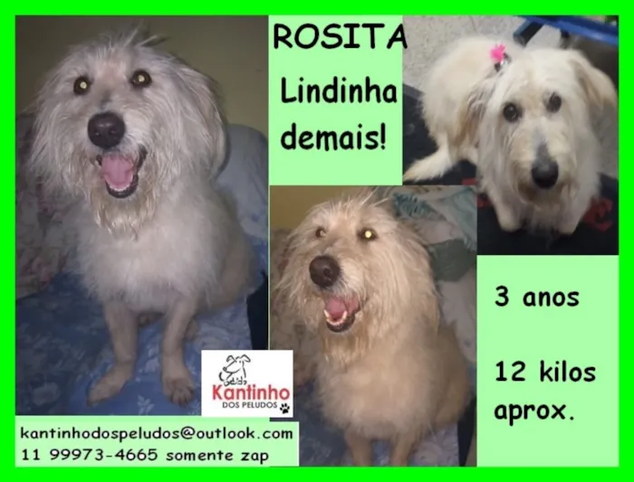 Cachorro ra a  idade 3 anos nome Rosita