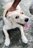 Cachorro raça  idade 1 ano nome Kiara Pequena