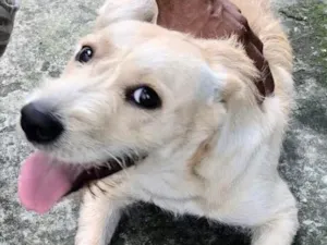 Cachorro raça  idade 1 ano nome Kiara Pequena