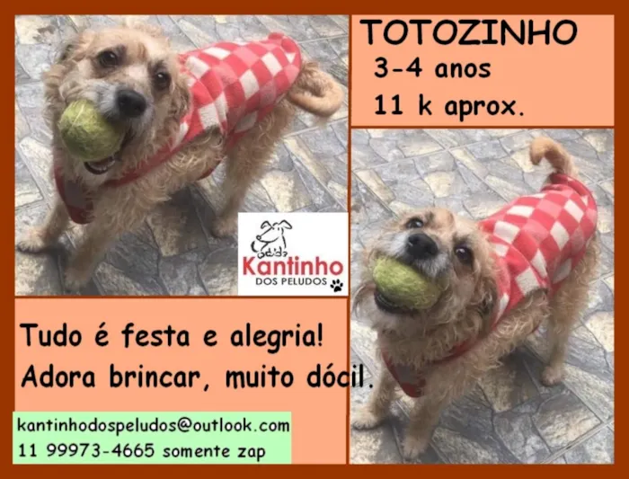 Cachorro ra a  idade 4 anos nome Totozinho
