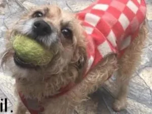 Cachorro raça  idade 4 anos nome Totozinho