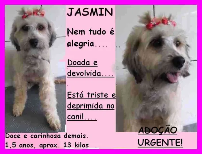 Cachorro ra a  idade 1 ano nome Jasmin