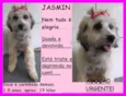 Jasmin