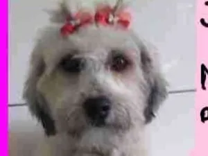 Cachorro raça  idade 1 ano nome Jasmin