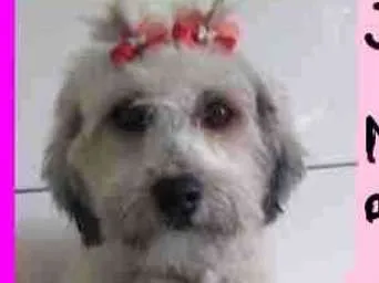 Cachorro ra a  idade 1 ano nome Jasmin