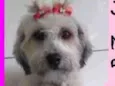 Jasmin