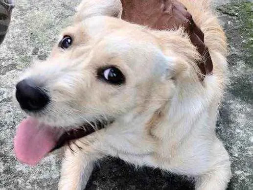 Cachorro raça  idade 1 ano nome Kiara Pequena