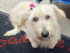 Cachorro raça  idade 3 anos nome Rosita