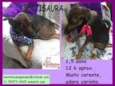Isaura