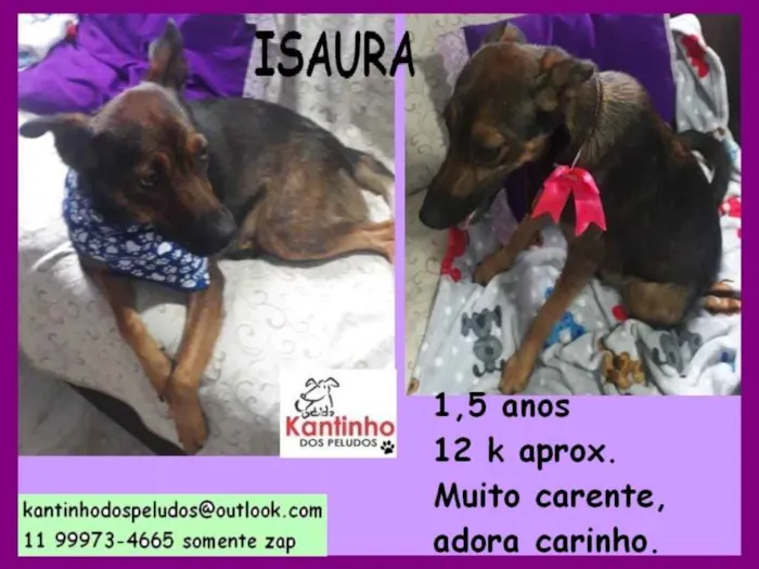 Cachorro ra a  idade 1 ano nome Isaura