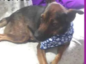 Cachorro raça  idade 1 ano nome Isaura