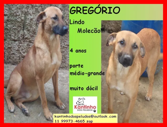 Cachorro raça  idade 4 anos nome Gregorio