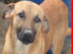 Cachorro raça  idade 4 anos nome Gregorio