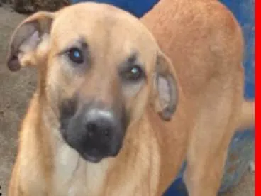 Cachorro raça  idade 4 anos nome Gregorio