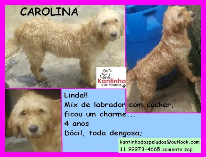 Cachorro ra a  idade 4 anos nome Carolina
