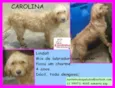 Carolina