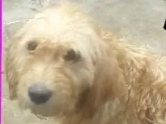 Cachorro raça  idade 4 anos nome Carolina