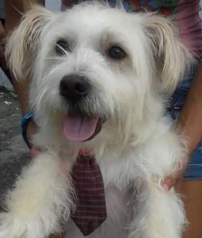 Cachorro ra a  idade 4 anos nome Fred