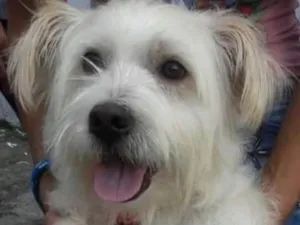 Cachorro raça  idade 4 anos nome Fred