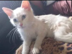Gato raça SRD idade 2 a 6 meses nome Lua 