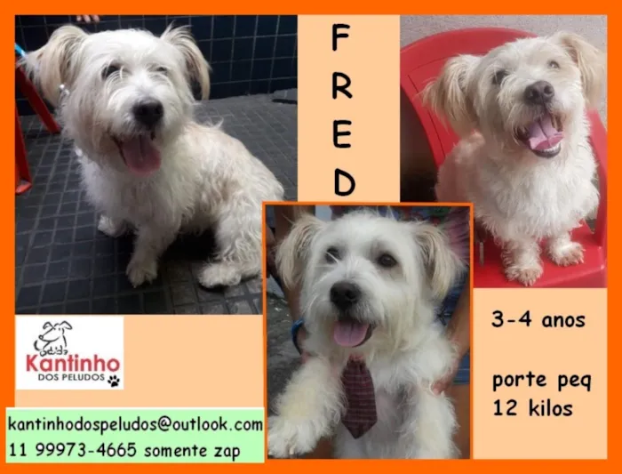 Cachorro ra a  idade 4 anos nome Fred