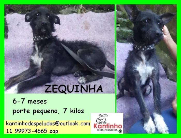 Cachorro ra a  idade 2 a 6 meses nome Zequinha Pequenino