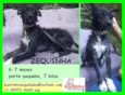 Zequinha Pequenino