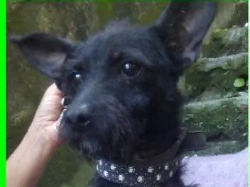 Cachorro ra a  idade 2 a 6 meses nome Zequinha Pequenino