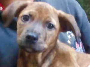 Cachorro raça  idade 2 a 6 meses nome Veruska Bebezinha