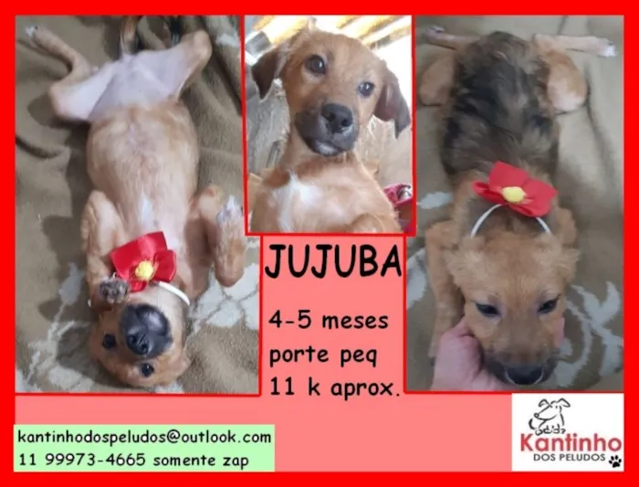 Cachorro ra a  idade 2 a 6 meses nome Jujuba Bebezinha