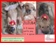 Jujuba Bebezinha