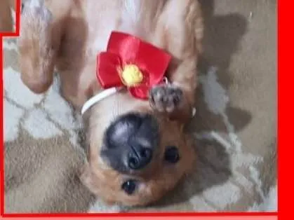 Cachorro ra a  idade 2 a 6 meses nome Jujuba Bebezinha