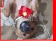Jujuba Bebezinha