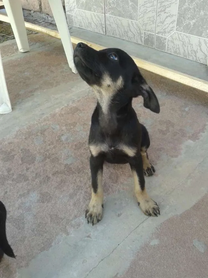 Cachorro ra a SRD idade 7 a 11 meses nome Amora