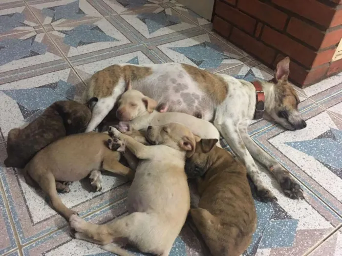 Cachorro ra a SRD idade 2 a 6 meses nome MEL e filhotes 