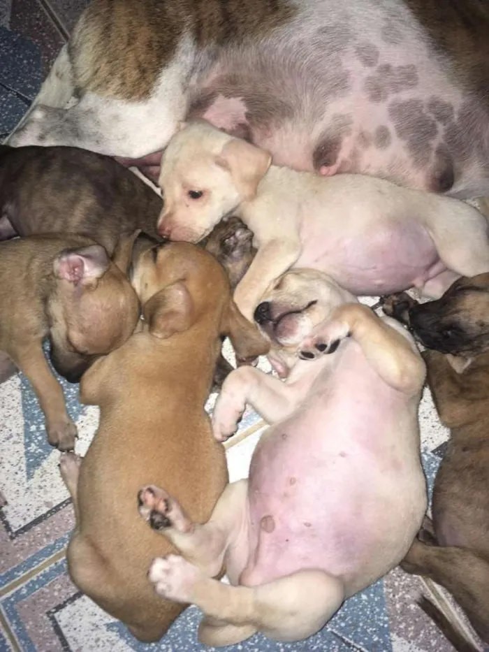 Cachorro ra a SRD idade 2 a 6 meses nome MEL e filhotes 