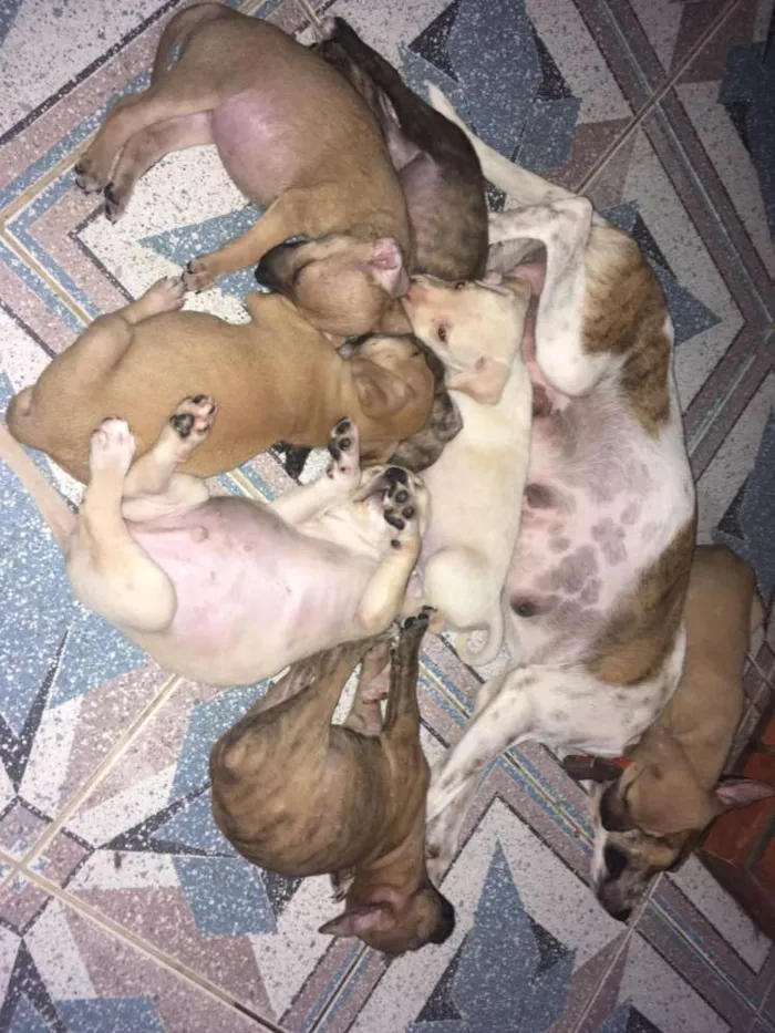 Cachorro ra a SRD idade 2 a 6 meses nome MEL e filhotes 