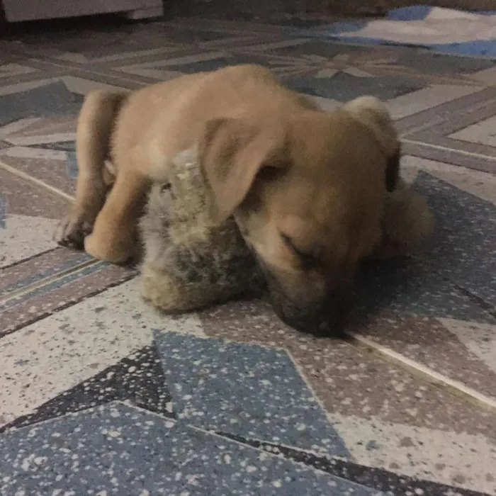 Cachorro ra a SRD idade 2 a 6 meses nome MEL e filhotes 